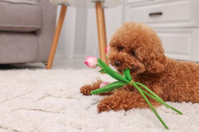 Cute Maltipoo dog with bouquet of beautiful tulips at home, space for text. Lovely pet