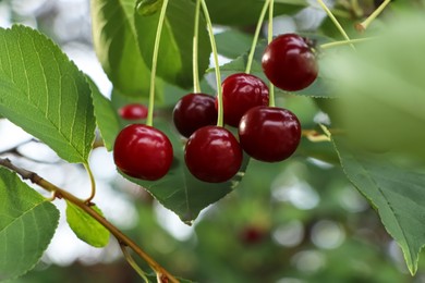 Photo of Closeup view of cherry tree with ripe red berries outdoors