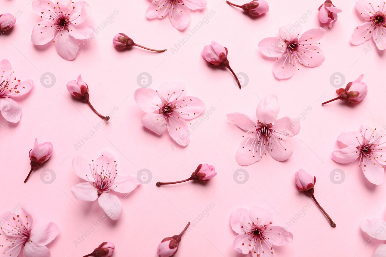 Photo of Beautiful cherry tree blossoms on pink background, flat lay