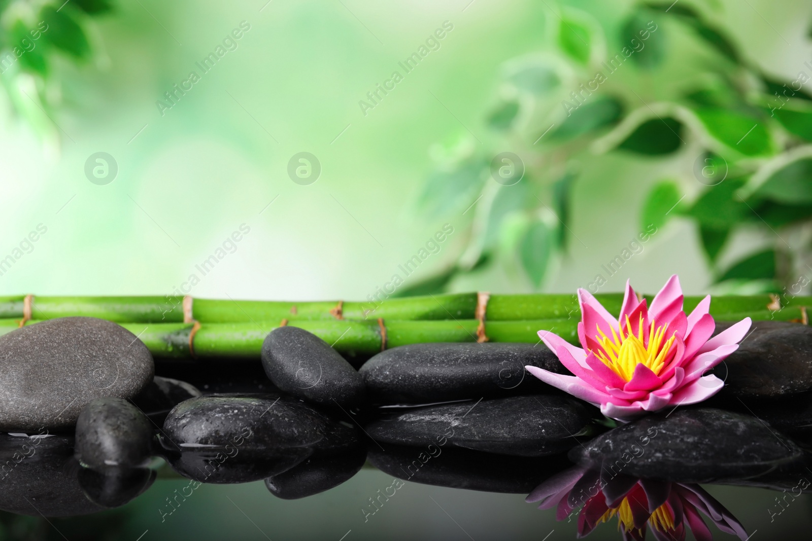 Photo of Beautiful zen garden with lotus flower and pond on blurred green background