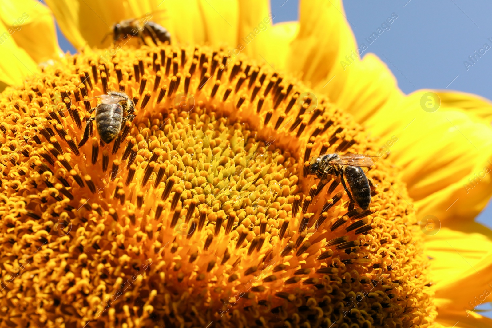 Photo of Honeybees collecting nectar from sunflower outdoors, closeup