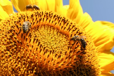 Photo of Honeybees collecting nectar from sunflower outdoors, closeup
