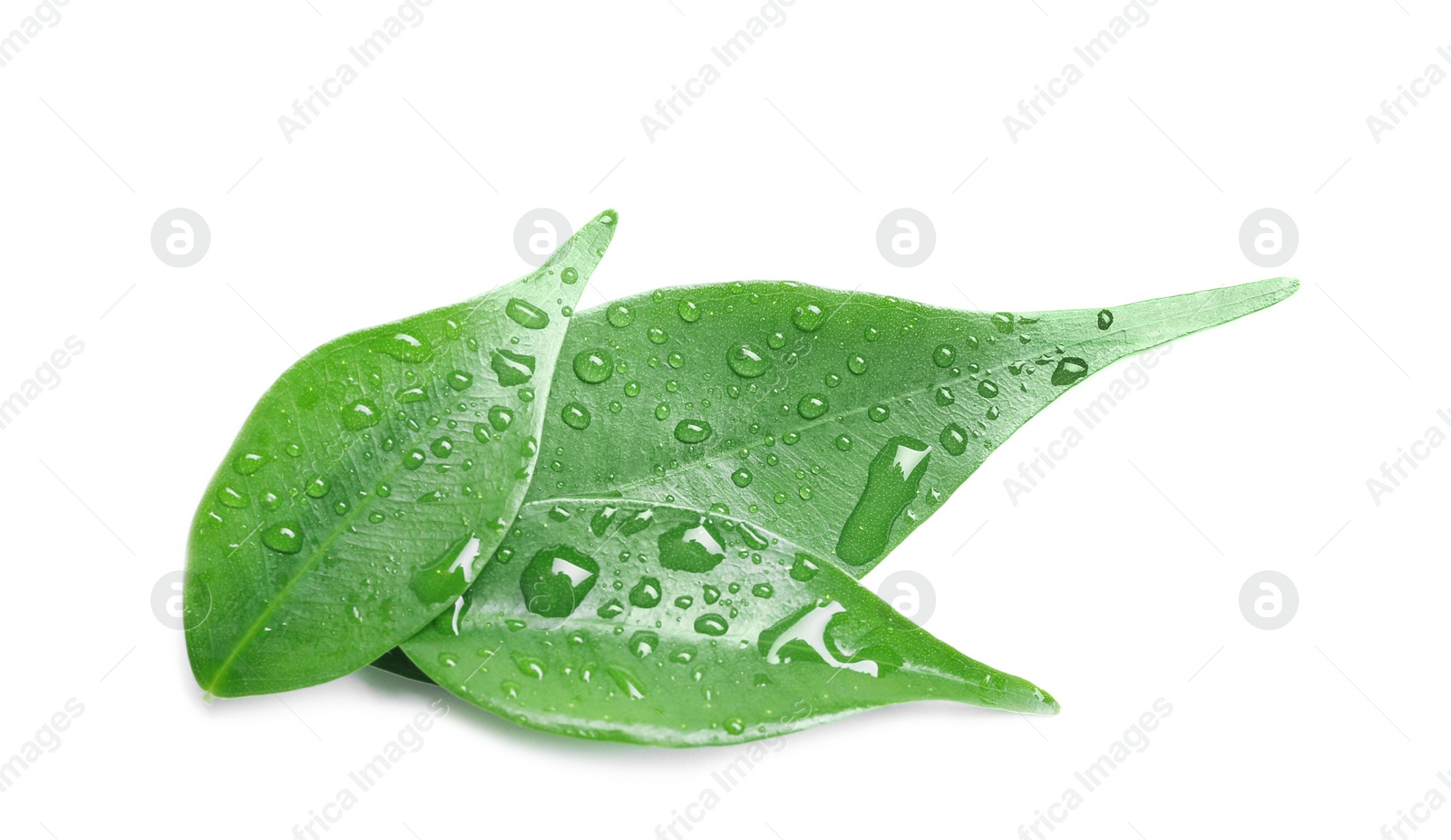 Photo of Green leaves with water drops isolated on white