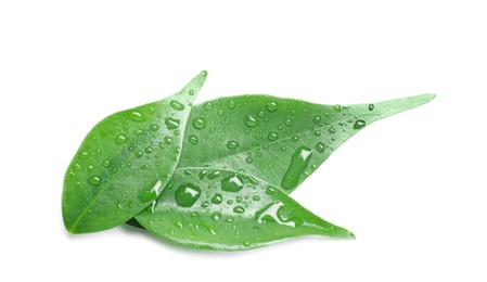 Photo of Green leaves with water drops isolated on white