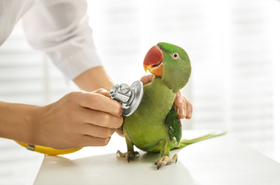 Photo of Veterinarian examining Alexandrine parakeet in clinic, closeup