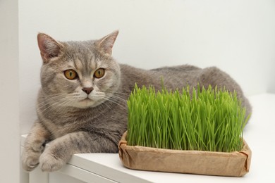 Cute cat near fresh green grass on white table indoors