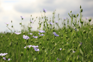 Photo of Closeup view of beautiful blooming flax field