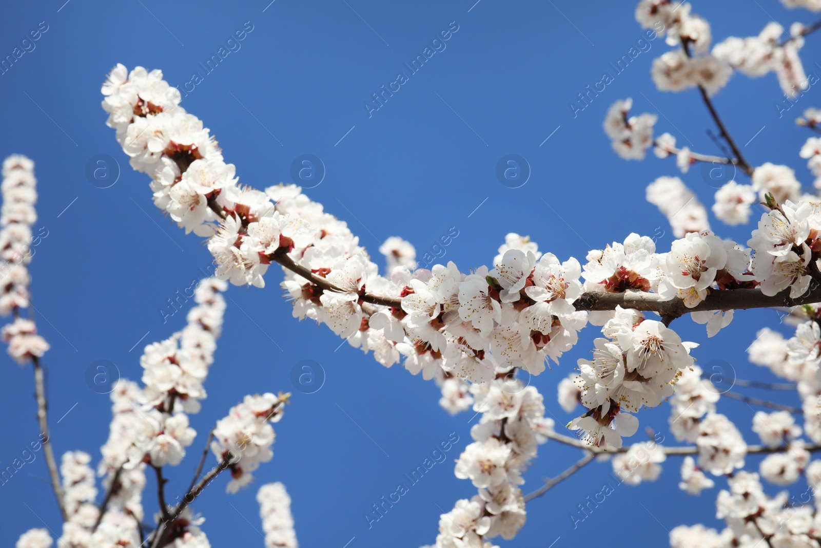 Photo of Closeup view of blossoming apricot tree on sunny day outdoors. Springtime