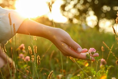 Photo of Woman walking through meadow and touching beautiful clover flower at sunset, closeup