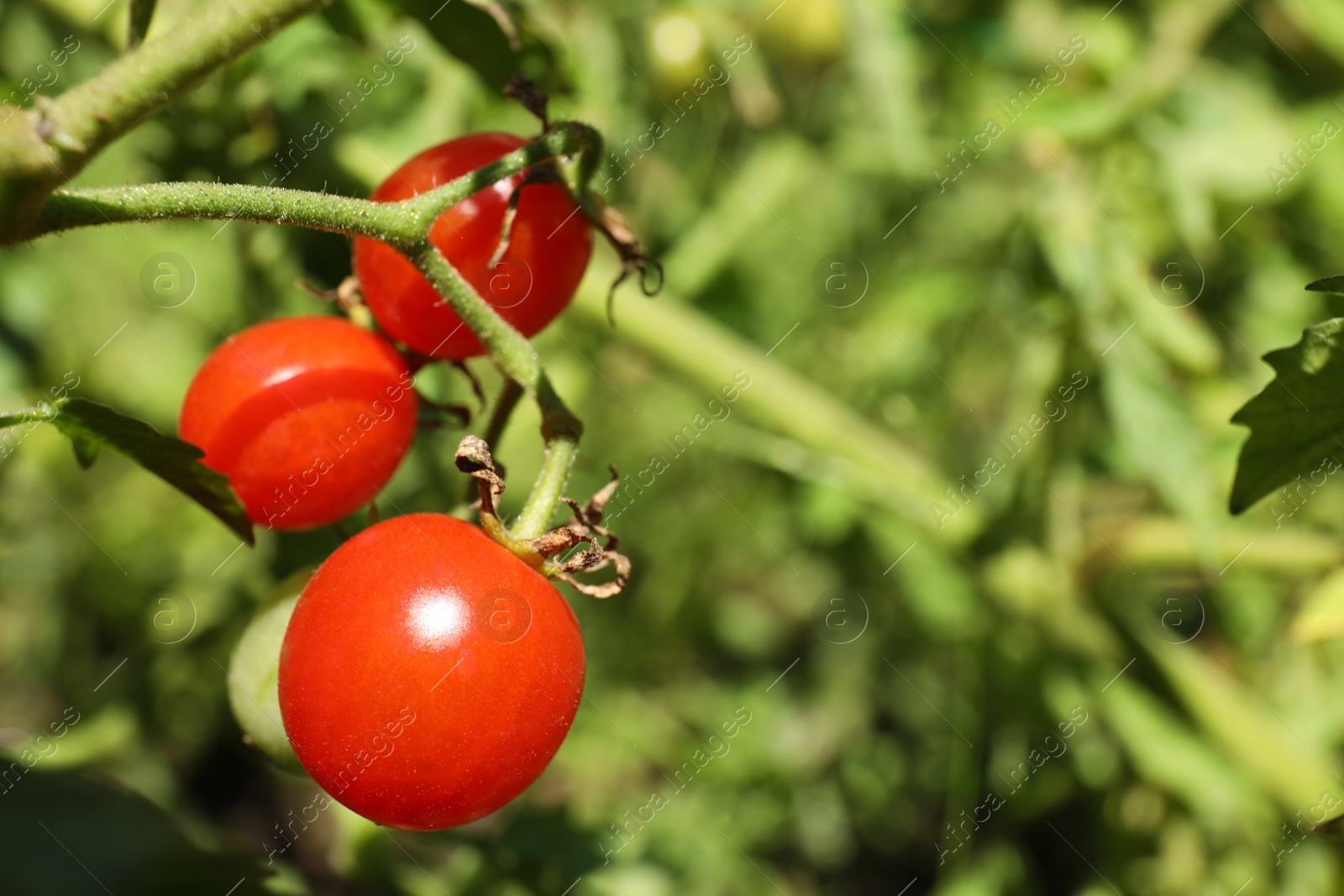 Photo of Tasty ripe tomatoes on bush outdoors, closeup