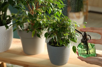 Woman spraying ficus with plant mister, closeup