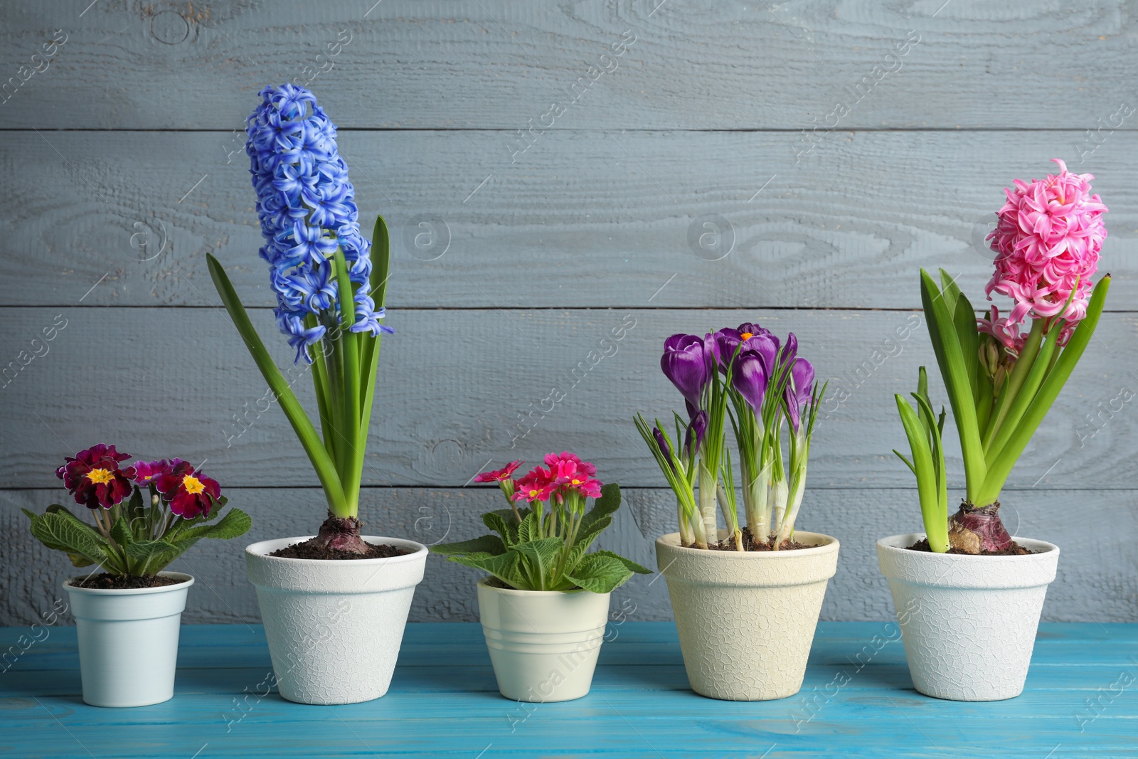 Photo of Different flowers in ceramic pots on light blue wooden table