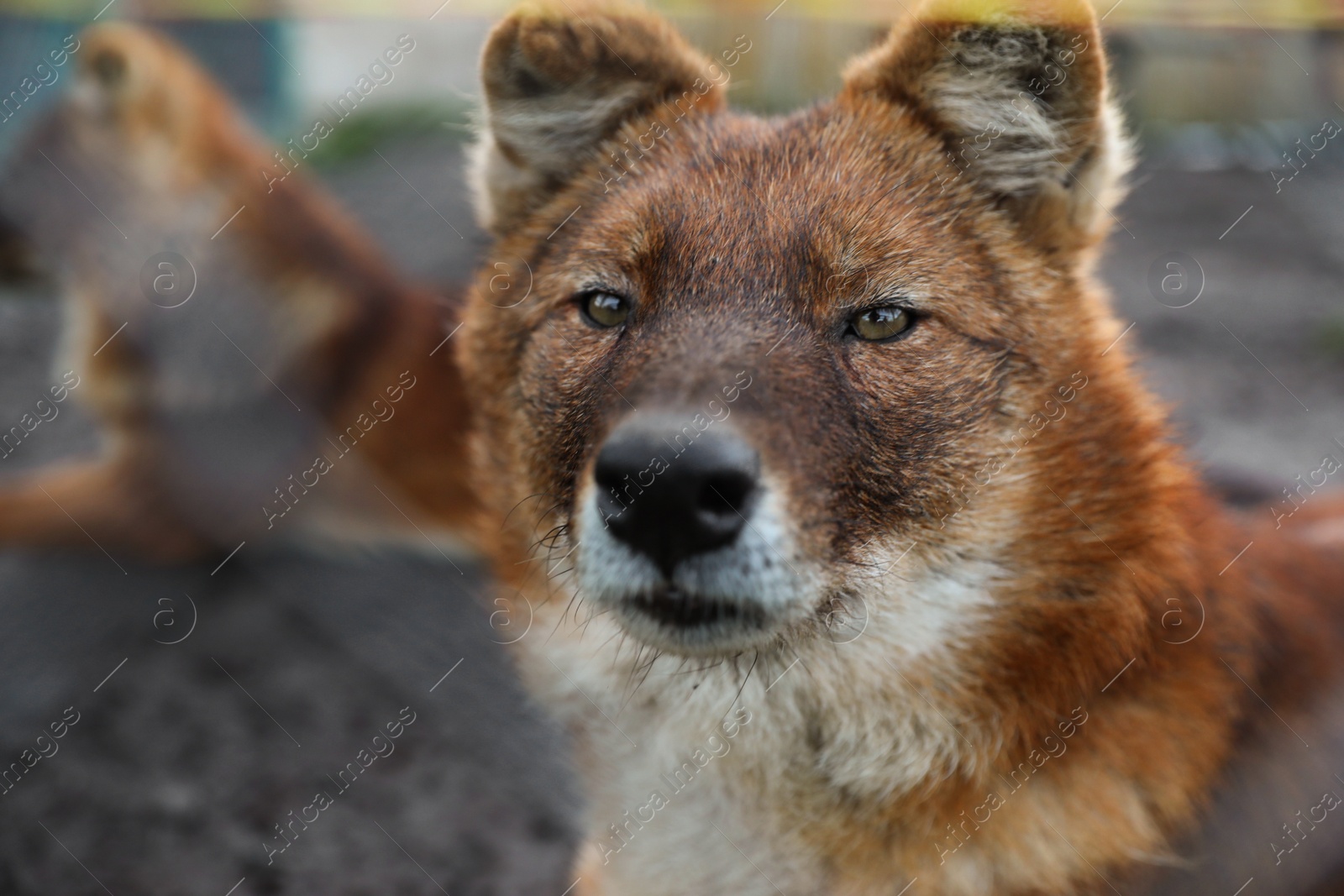 Photo of Beautiful wild steppe wolf in zoo, closeup