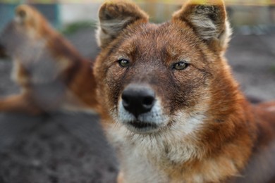 Photo of Beautiful wild steppe wolf in zoo, closeup