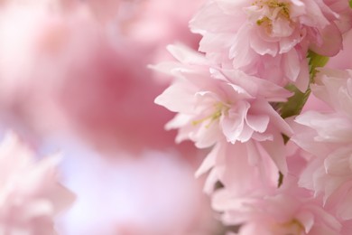 Photo of Beautiful pink sakura blossom on blurred background, closeup. Space for text