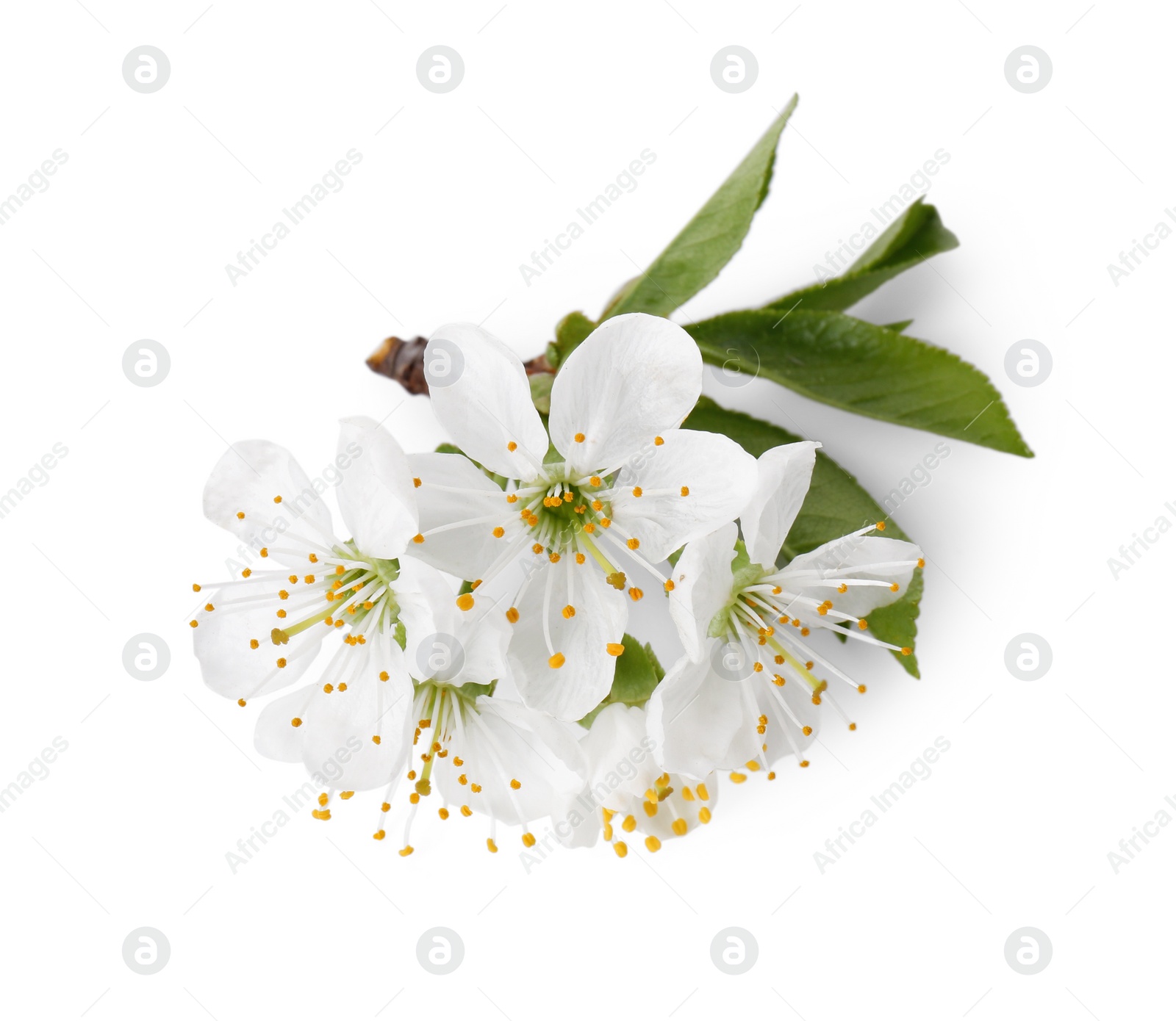 Photo of Beautiful spring blossoms with leaves isolated on white, above view