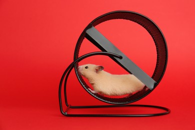 Photo of Cute little hamster in spinning wheel on red background