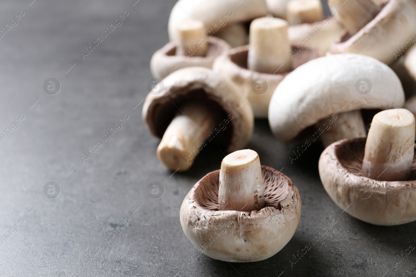 Photo of Fresh champignon mushrooms on grey background, closeup. Space for text