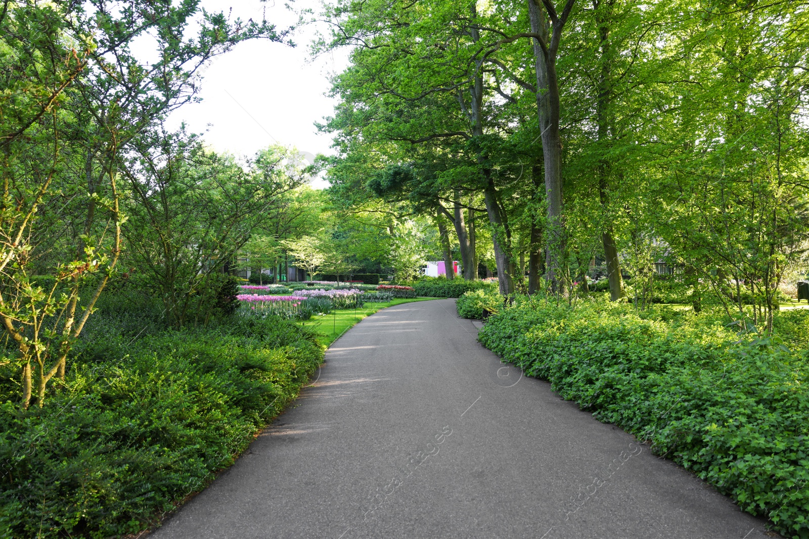 Photo of Park with variety of beautiful plants and pathway on sunny day. Spring season