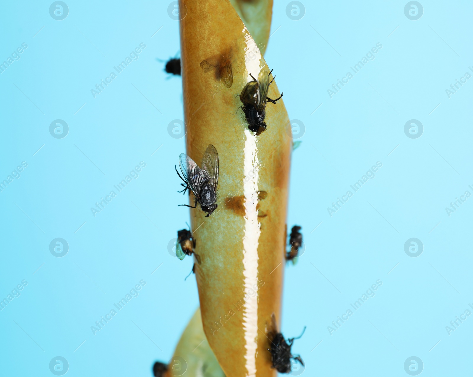Photo of Sticky insect tape with dead flies on turquoise background, closeup. Space for text