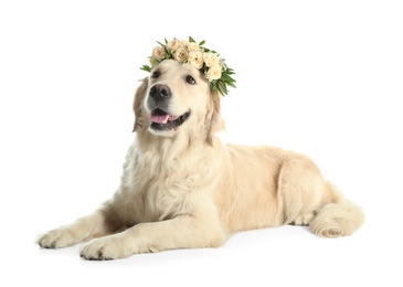 Photo of Adorable golden Retriever wearing wreath made of beautiful flowers on white background