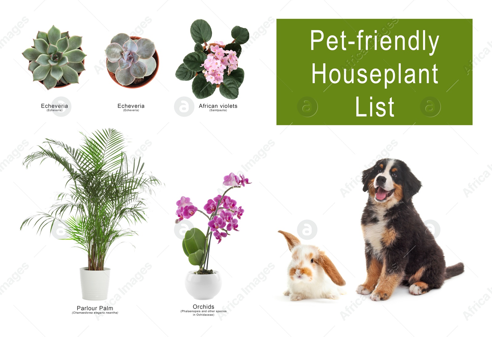 Image of List of pet-friendly houseplants on white background