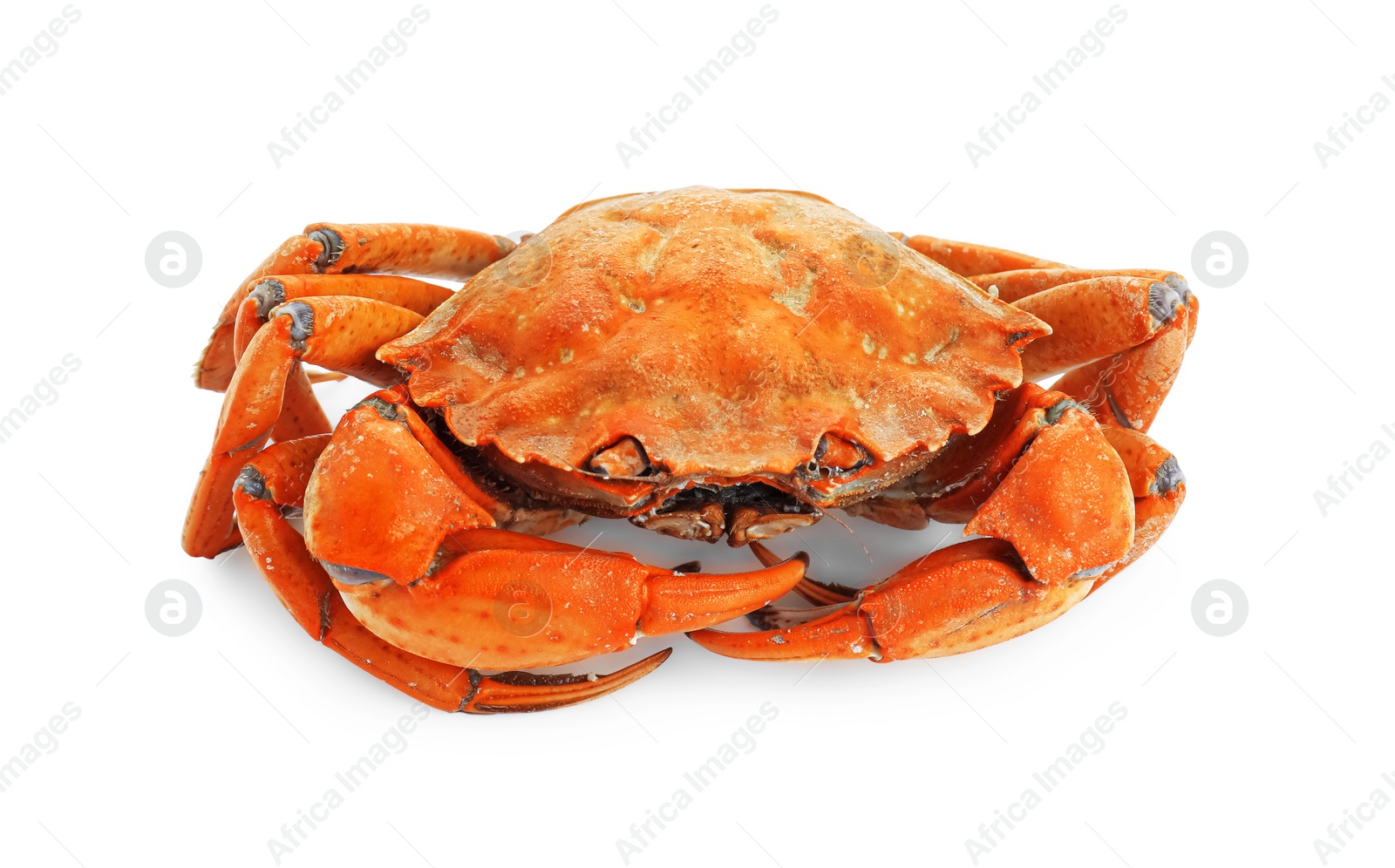 Photo of One delicious boiled crab isolated on white