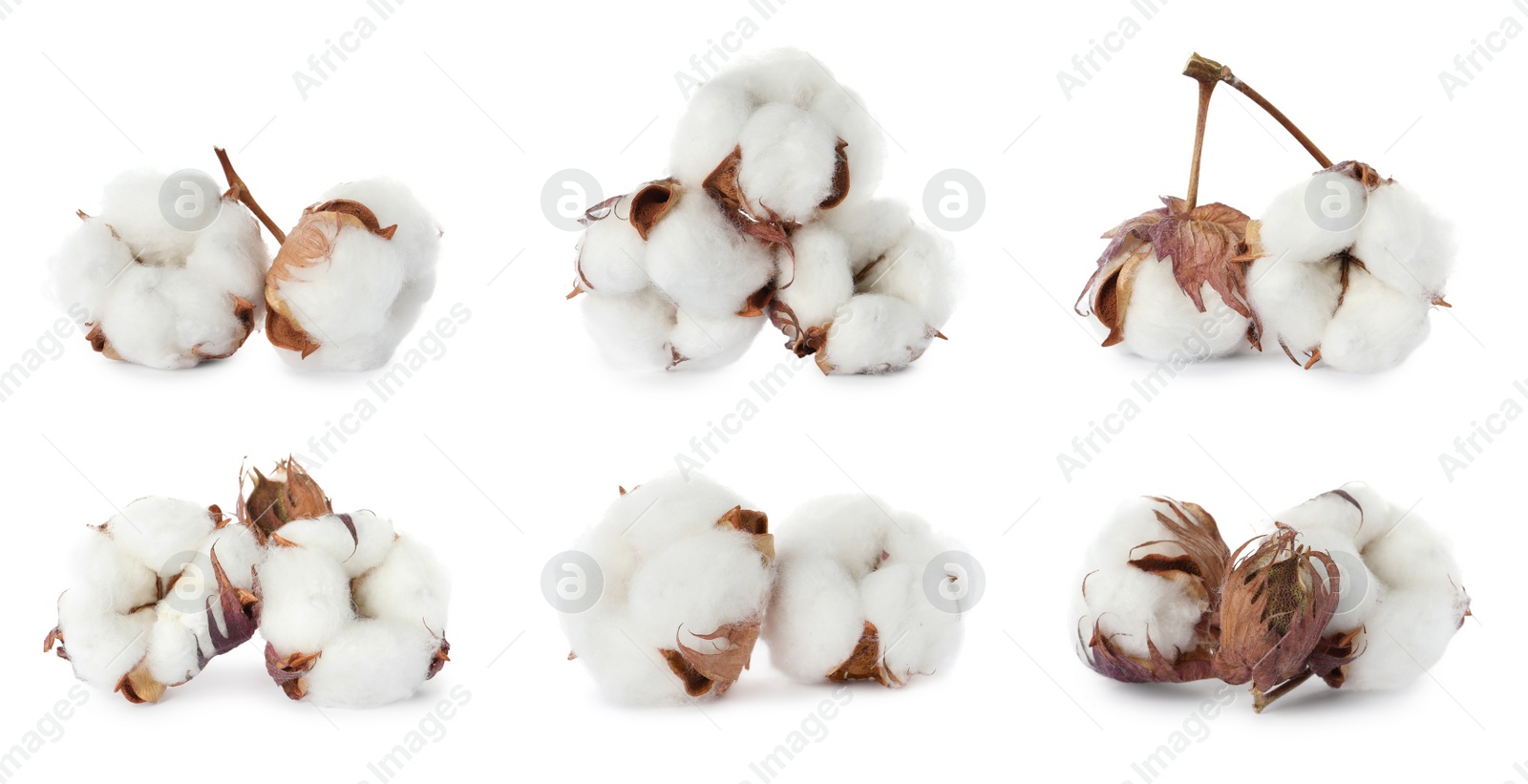 Image of Set with fluffy cotton flowers on white background