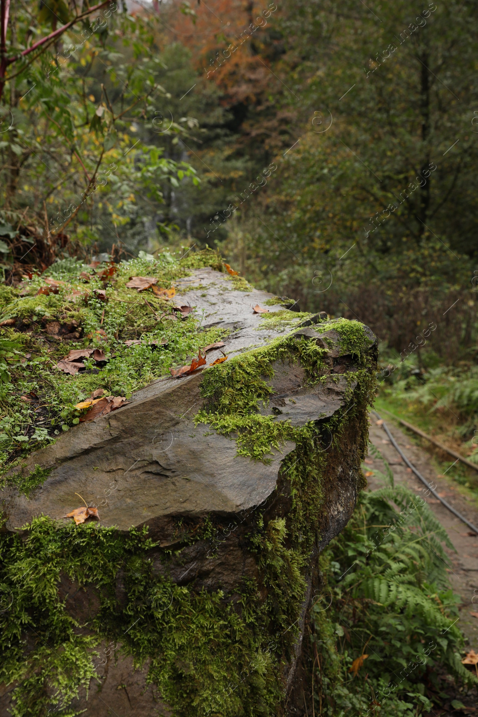 Photo of Beautiful view of rock with green moss and plants outdoors