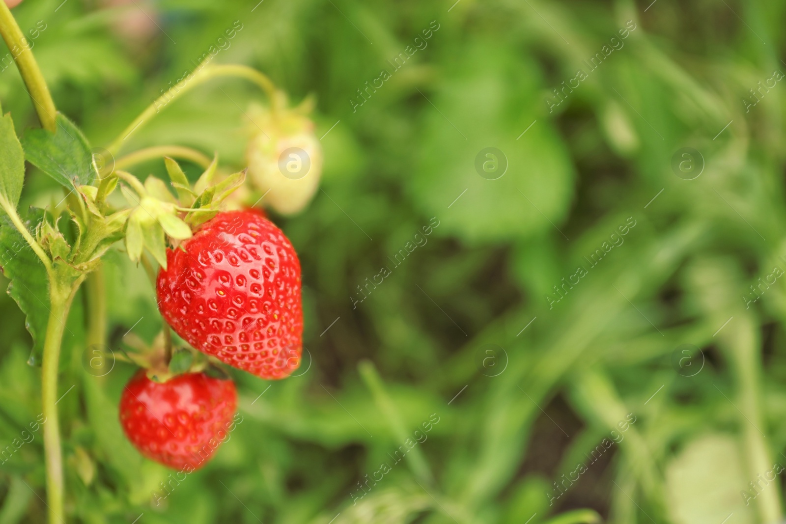 Photo of Strawberry plant with ripening berries on blurred background