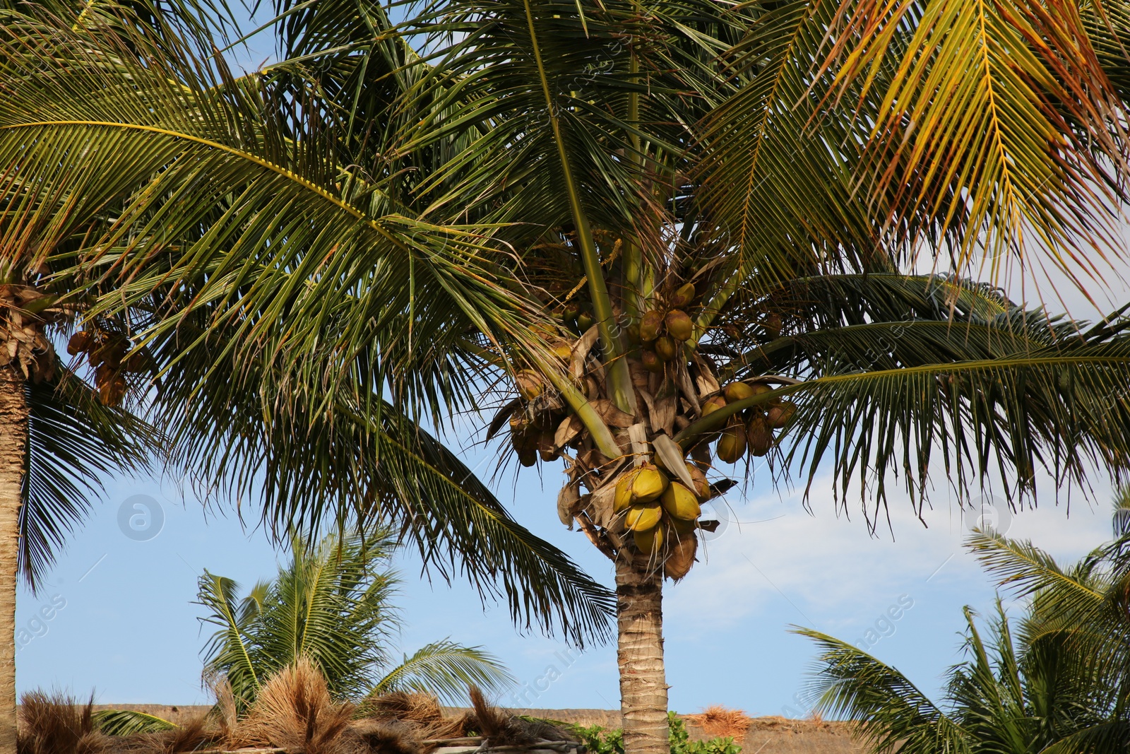 Photo of Beautiful coconuts growing on green palm outdoors