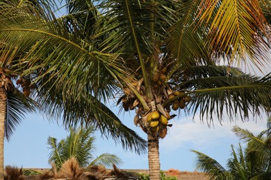 Beautiful coconuts growing on green palm outdoors