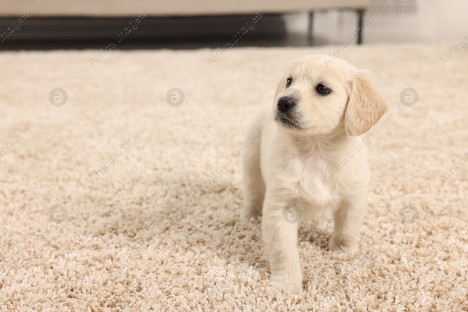 Photo of Cute little puppy on beige carpet indoors. Space for text
