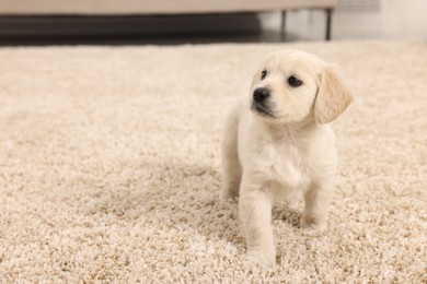 Photo of Cute little puppy on beige carpet indoors. Space for text