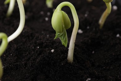 Kidney bean sprout in fertile soil, closeup