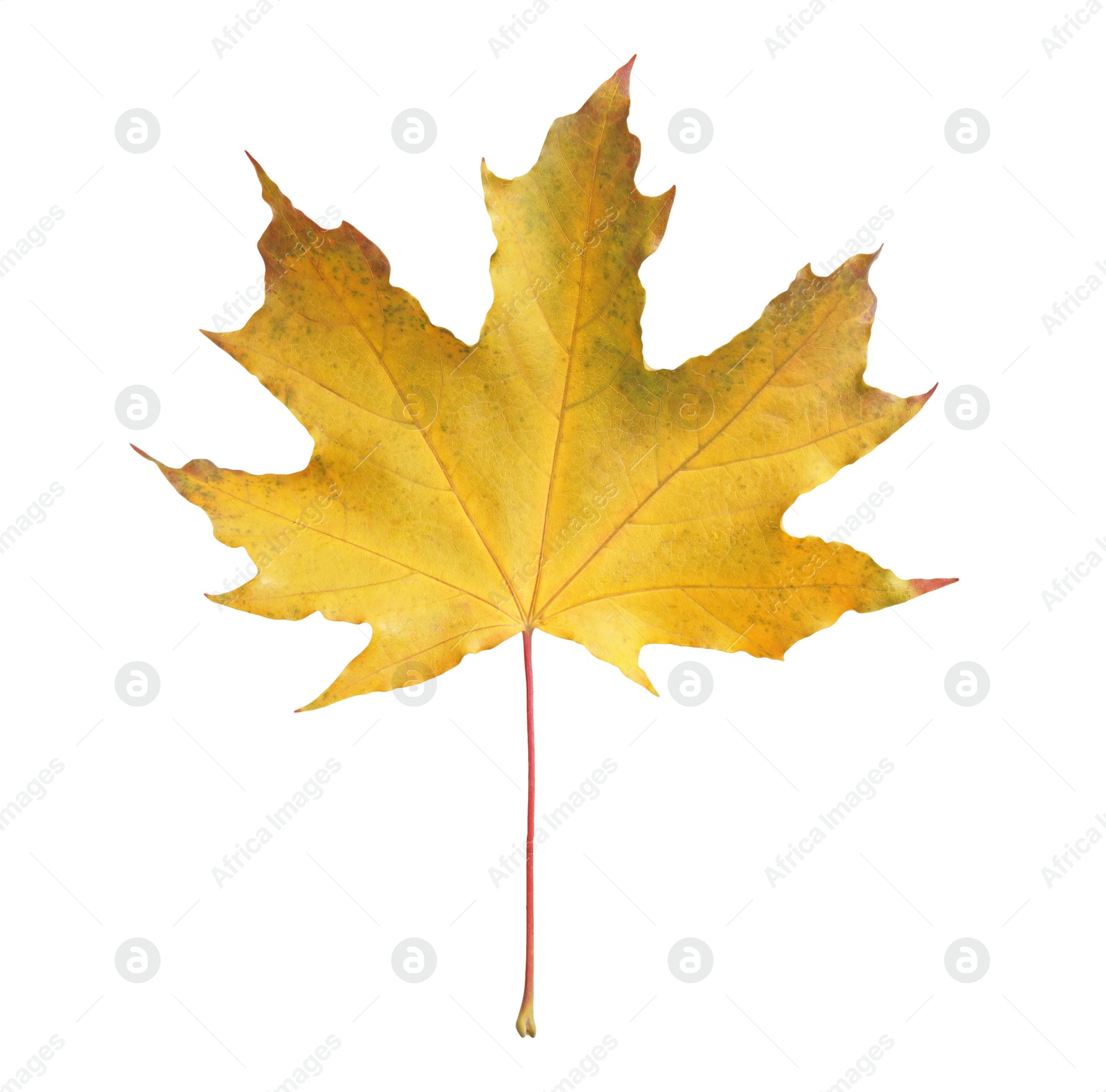 Beautiful leaf isolated on white. Autumn season Photo of Beautiful leaf isolated on white. Autumn season
