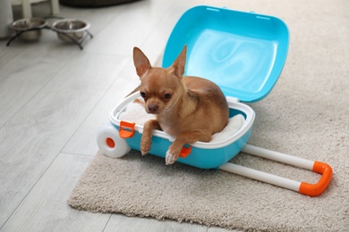 Photo of Cute Chihuahua dog in blue suitcase indoors. Pet friendly hotel