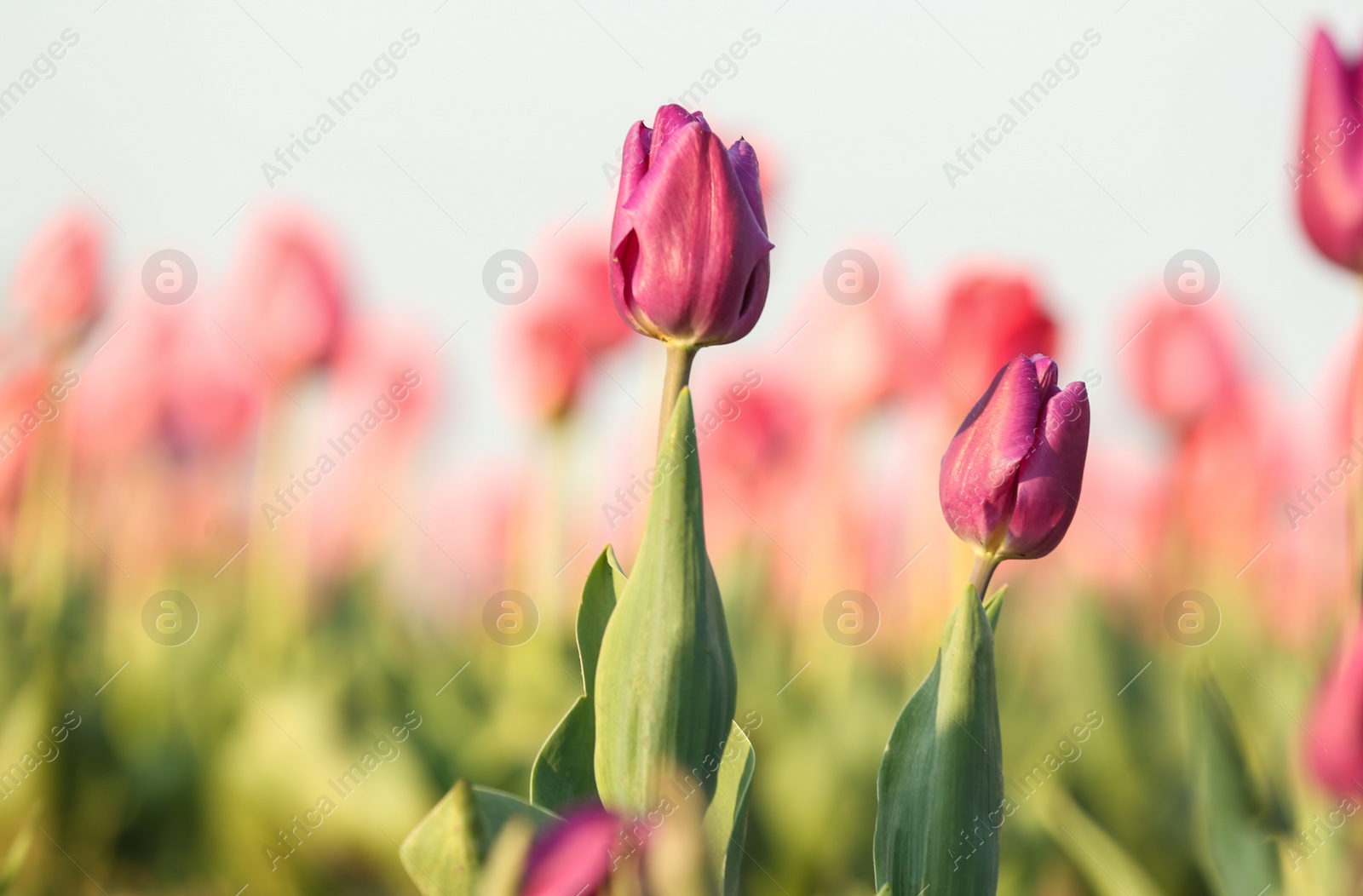 Photo of Fresh beautiful tulips in field, selective focus. Blooming flowers