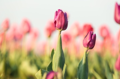 Fresh beautiful tulips in field, selective focus. Blooming flowers