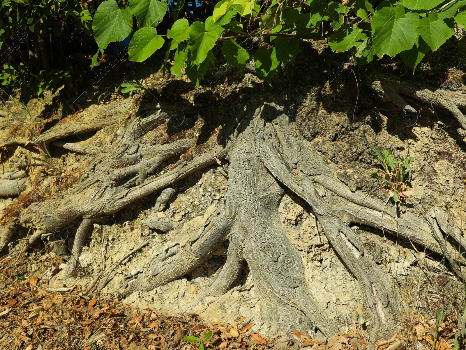 Photo of Tree roots visible through ground on sunny day