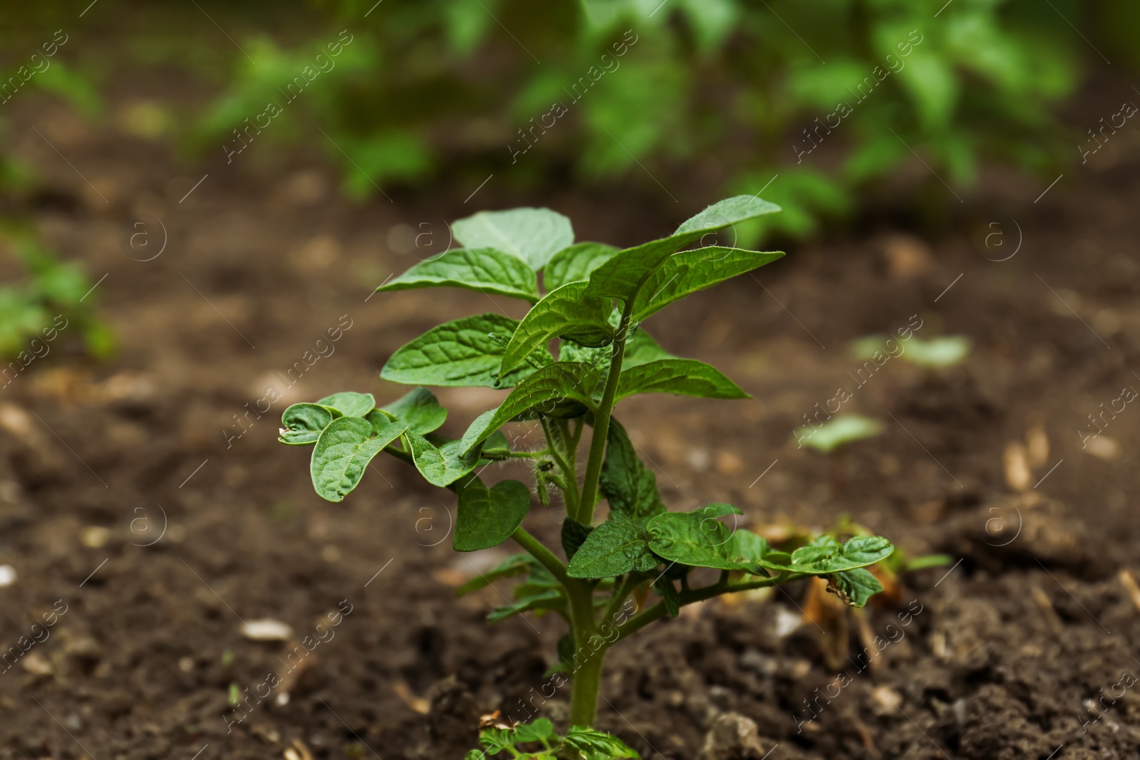 Photo of Beautiful green potato seedling growing in garden