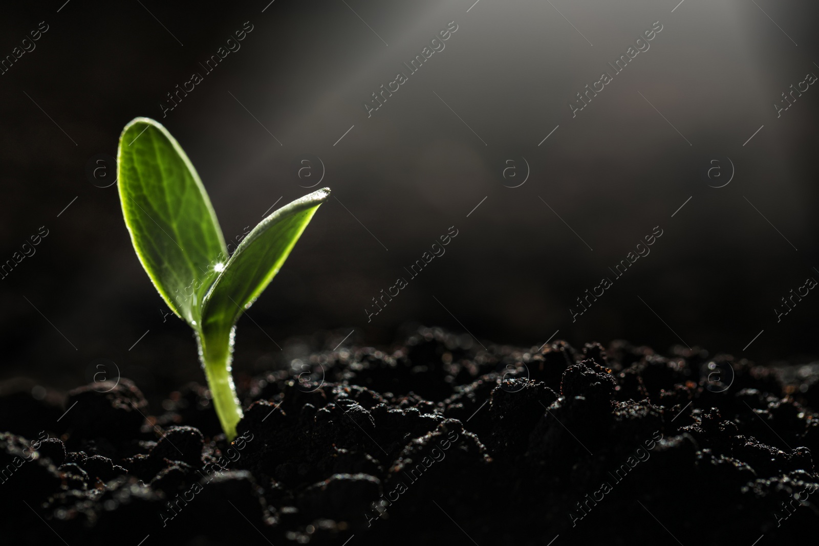 Photo of Young vegetable seedling growing in soil against dark background, space for text