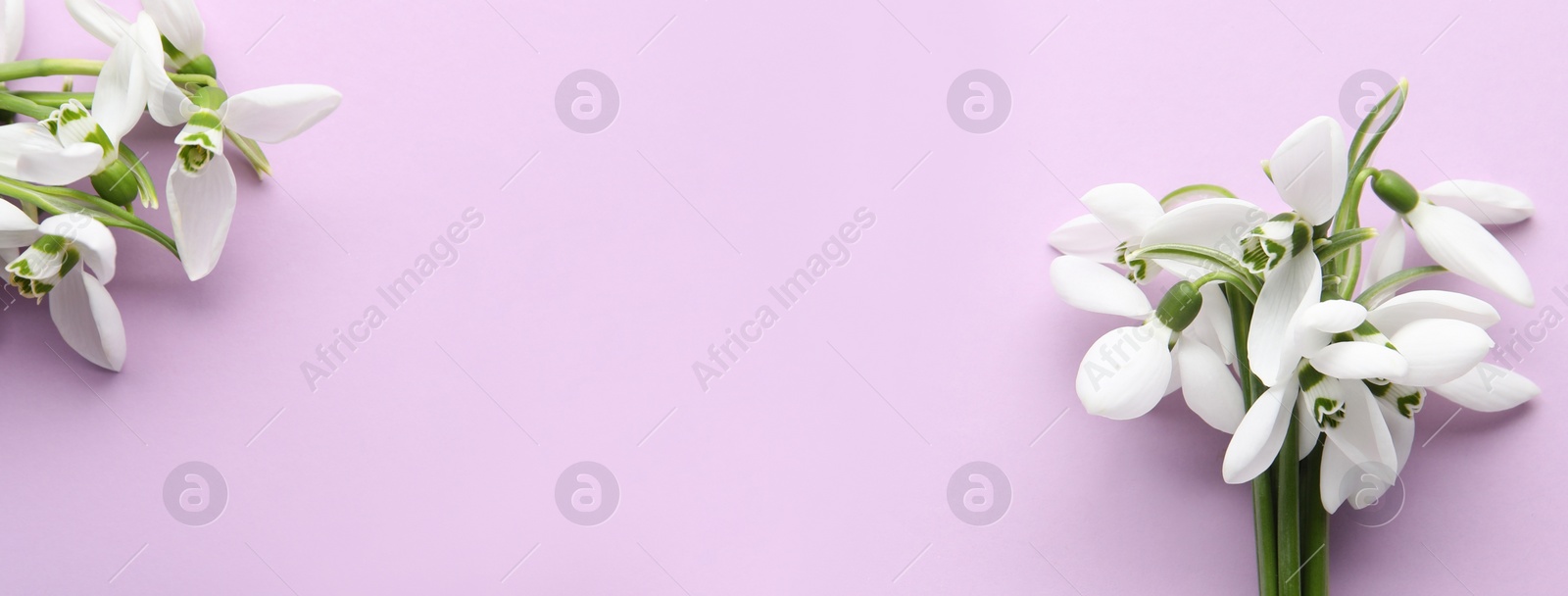 Image of Beautiful snowdrops on lilac background, flat lay with space for text. Banner design 