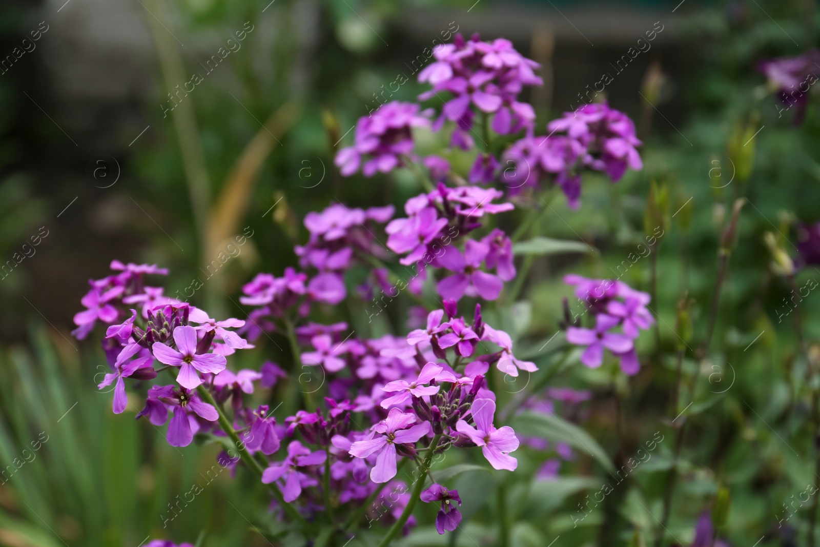 Photo of Beautiful blooming plant with violet flowers growing in garden, closeup