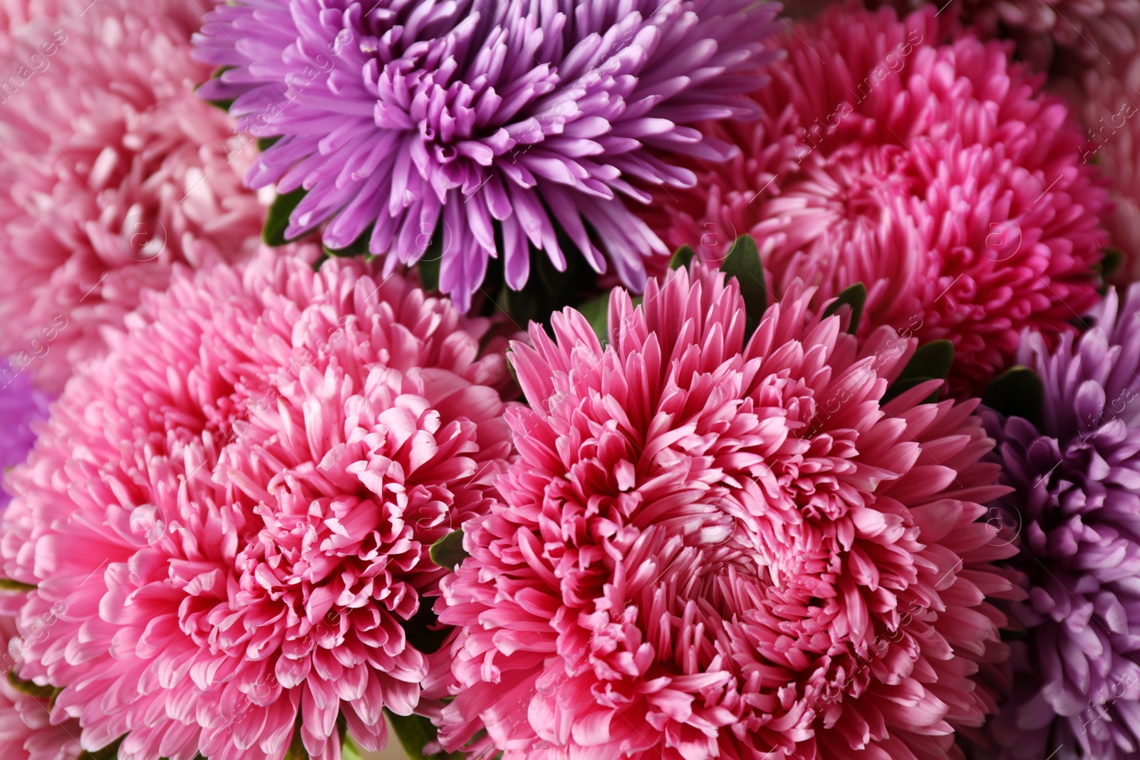 Photo of Beautiful aster flowers as background, closeup view