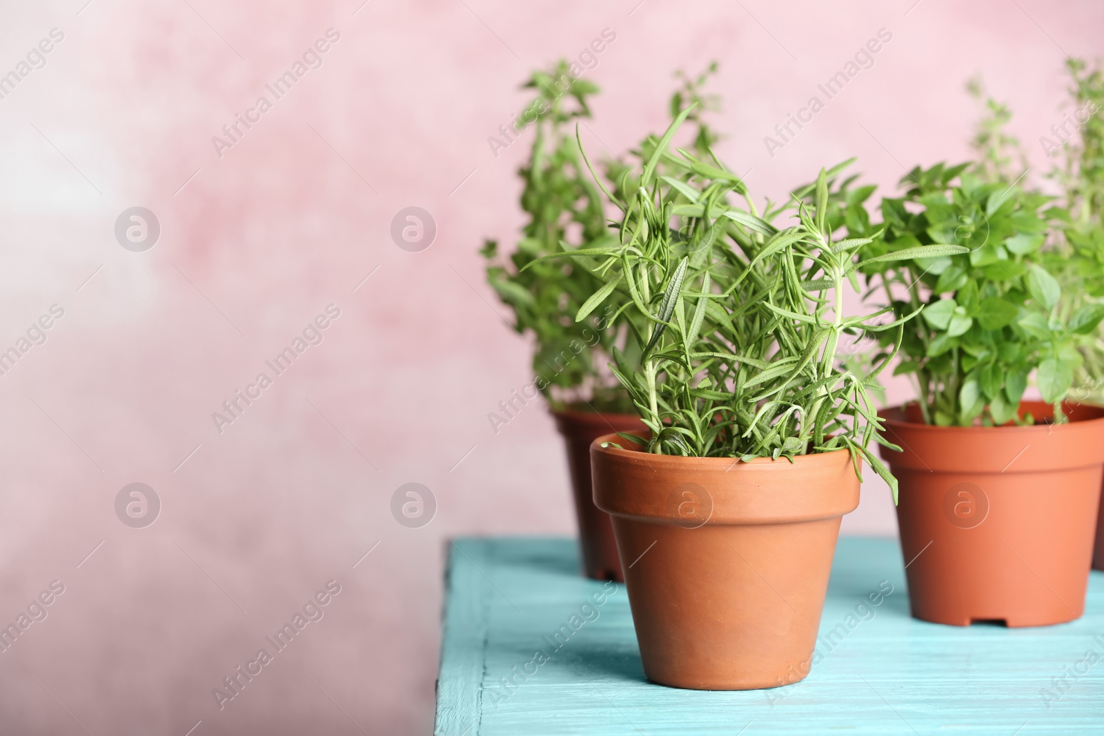 Photo of Pots with fresh rosemary on table against color background