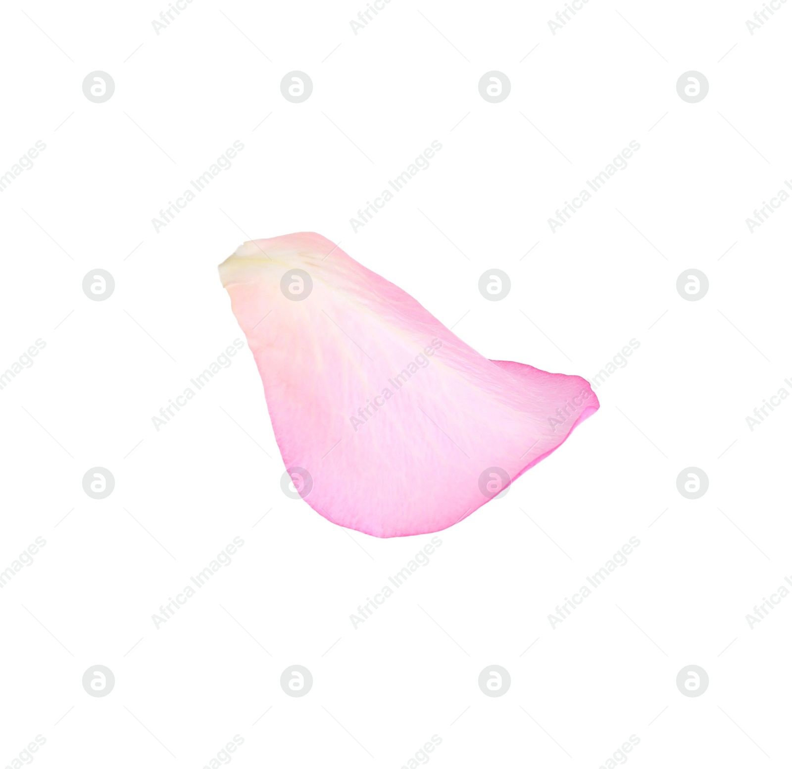 Photo of Tender pink rose petal isolated on white