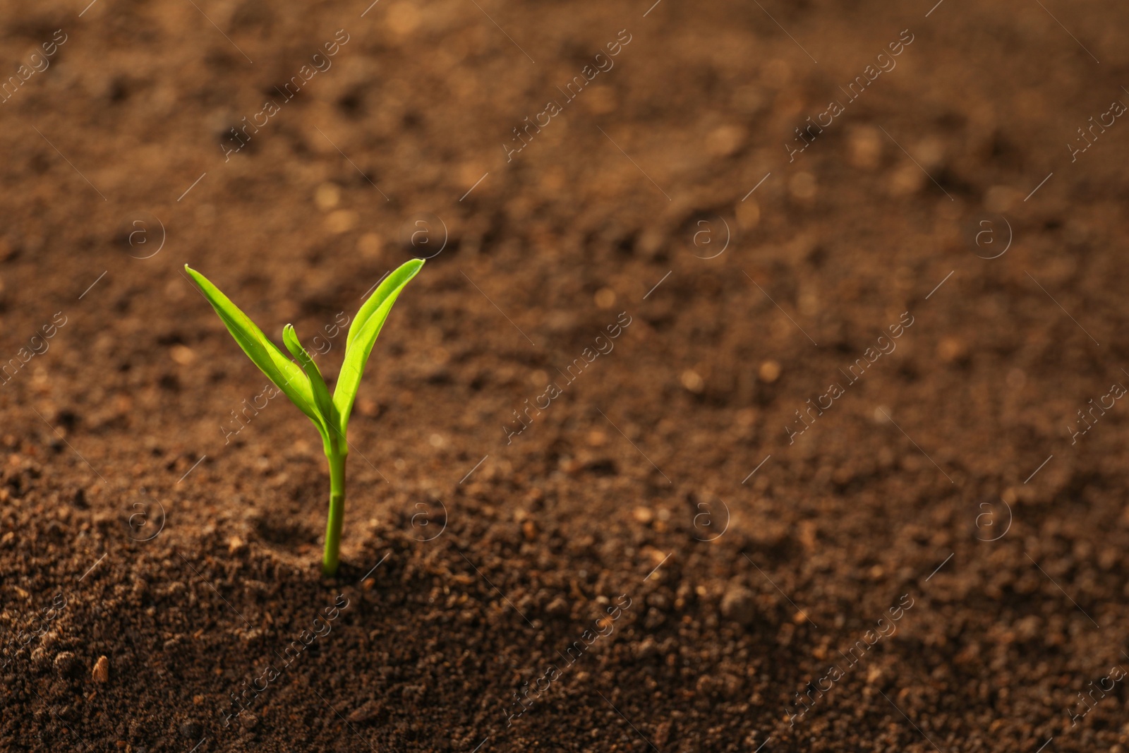 Photo of Young plant in fertile soil, space for text. Gardening time