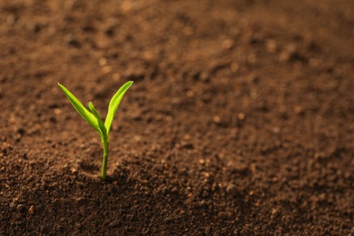 Photo of Young plant in fertile soil, space for text. Gardening time