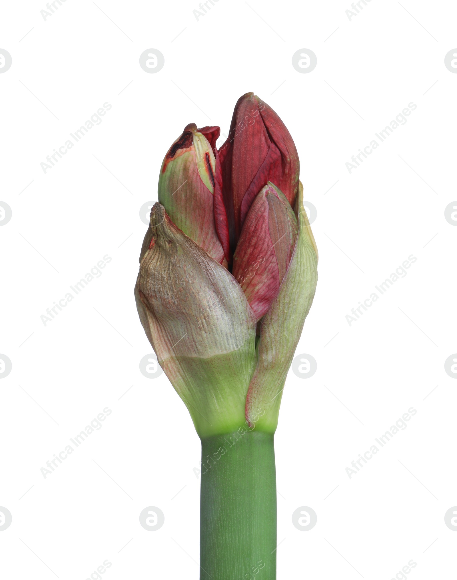 Photo of Beautiful fresh amaryllis flower on white background